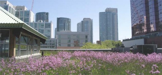 Image of a roof garden