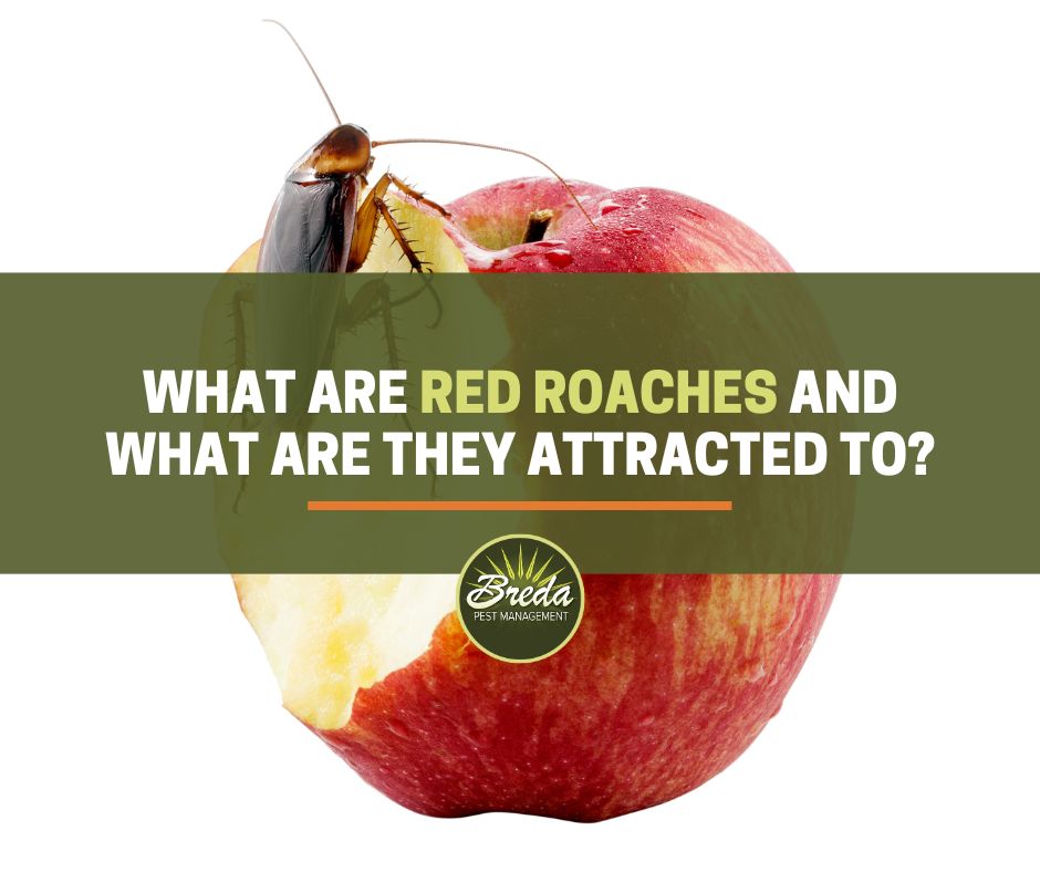 What Are Red Roaches and What Are They Attracted To? Breda Pest