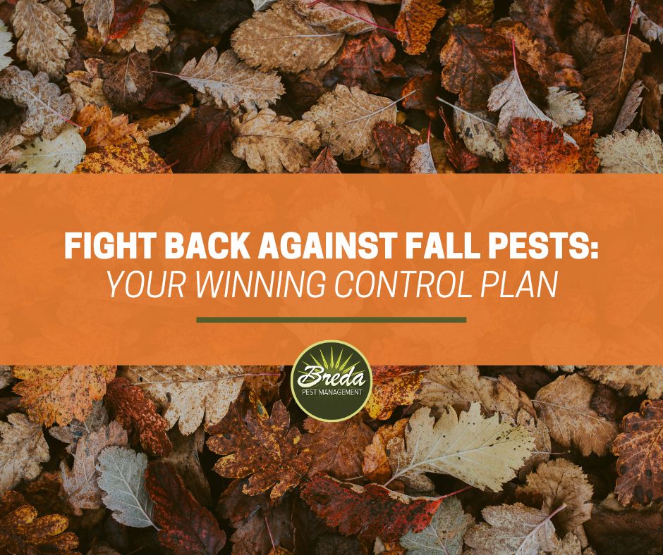 Fight Back Against Fall Pests Your Winning Control Plan Breda Pest