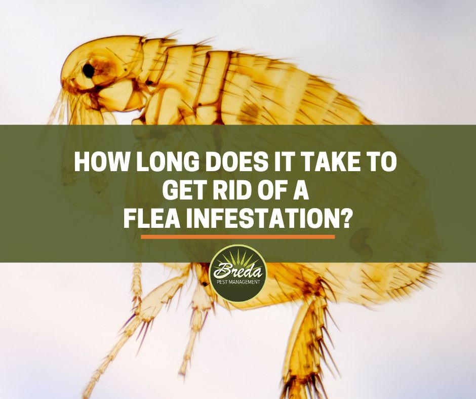 How long does it take to get rid of a flea infestation? Breda Pest Management