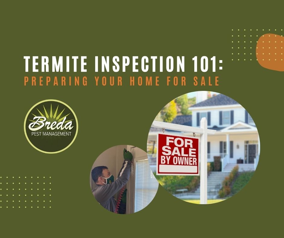 Termite Inspection 101 Preparing Your Home for Sale Breda Pest