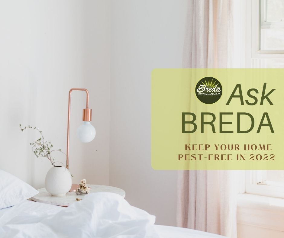 Ask BREDA Keep Your Home As PestFree as Possible in 2022 Breda