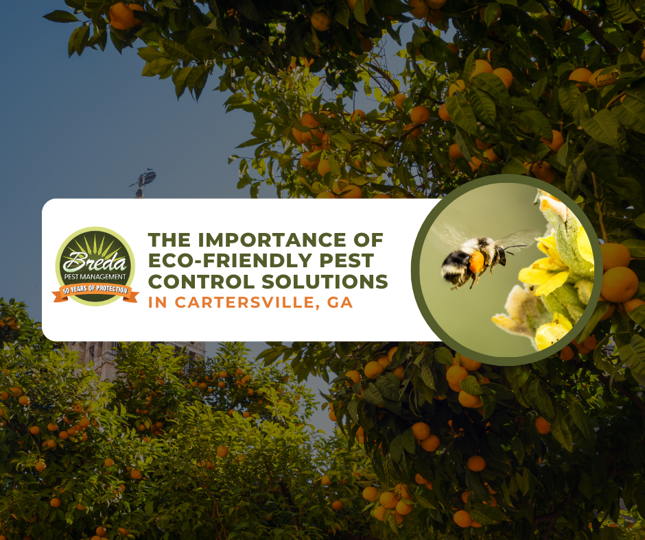 Eco-Friendly Pest Control Solutions in Cartersville | Breda Pest Management