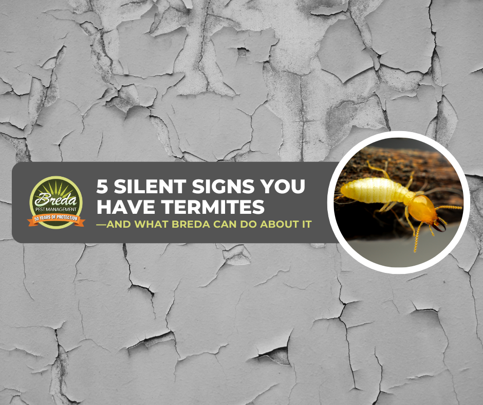 Termite Protection Sign 5 Silent Signs of Termites and How to Protect Your Home | Breda Pest ...