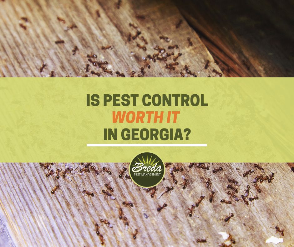 Is Pest Control Worth It in Georgia? | Breda Pest Management