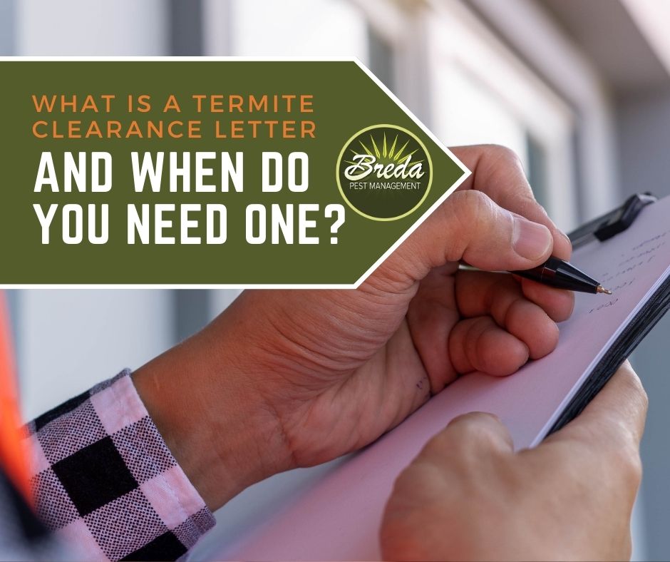 What is a Termite Clearance Letter and When Do You Need One? Breda