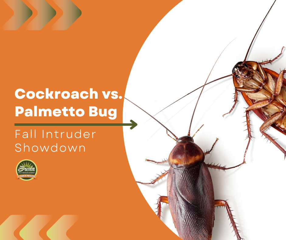 Cockroach vs. Palmetto Bug: Fall Intruder Showdown | Breda Pest Management