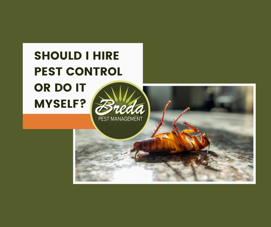 Should I Hire Pest Control or Do It Myself? Breda Pest Management