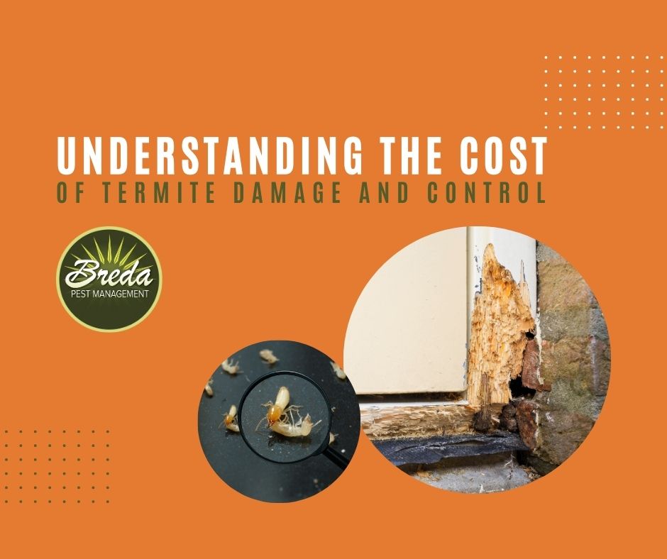 Understanding the Cost of Termite Damage and Control Breda Pest