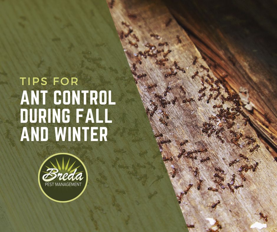 Tips for Ant Control During Fall and Winter Breda Pest Management