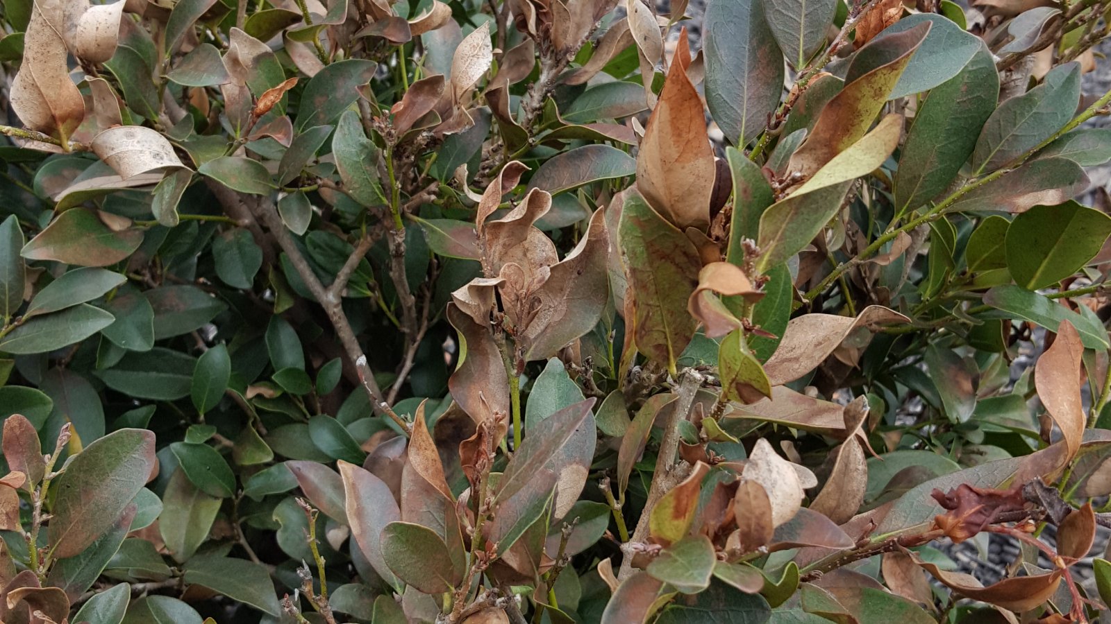 Cold Damage to Plants