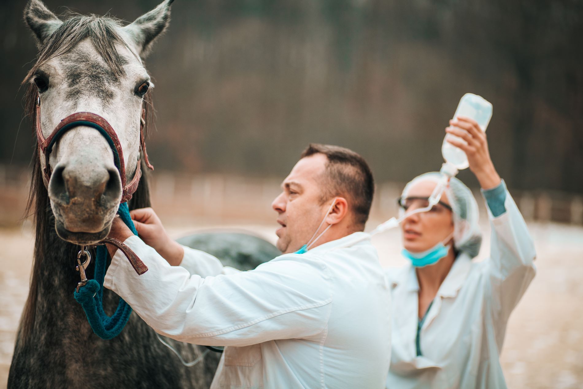 Winter 2023 M&A Report In The Animal Health Industry Sector