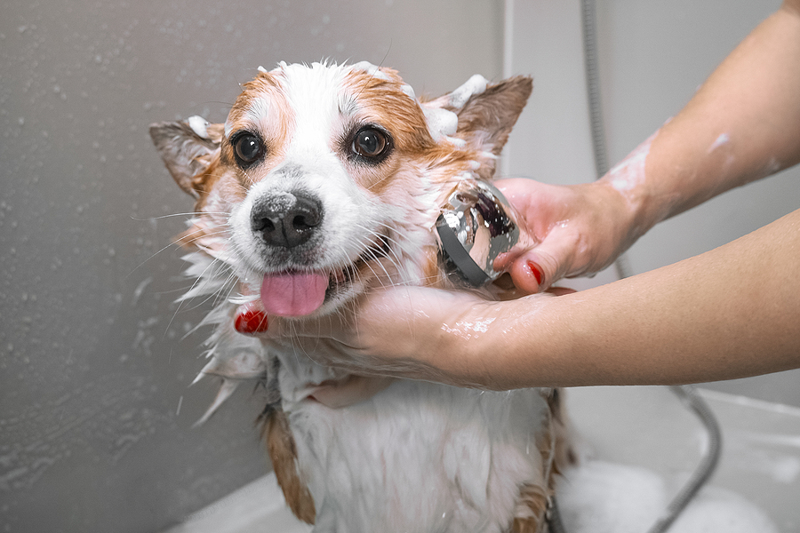 Dog getting a bath