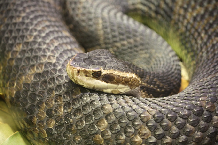 Florida Water Moccasin