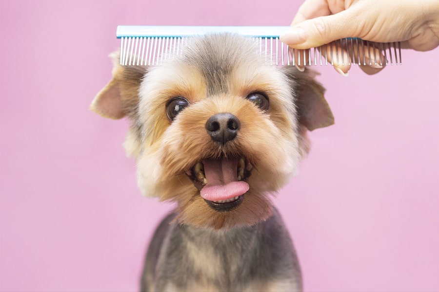 Puppy Grooming