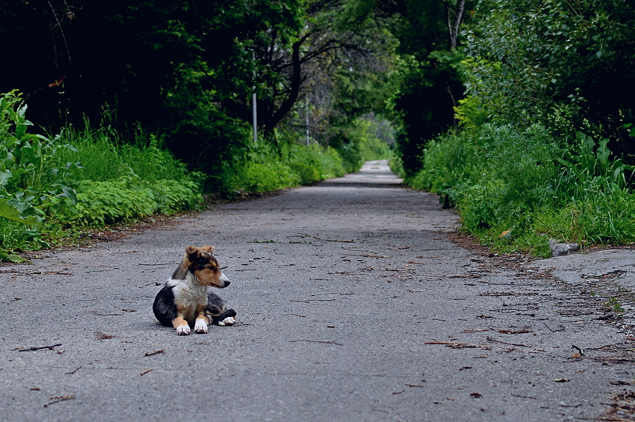 What to do if you find a lost dog?