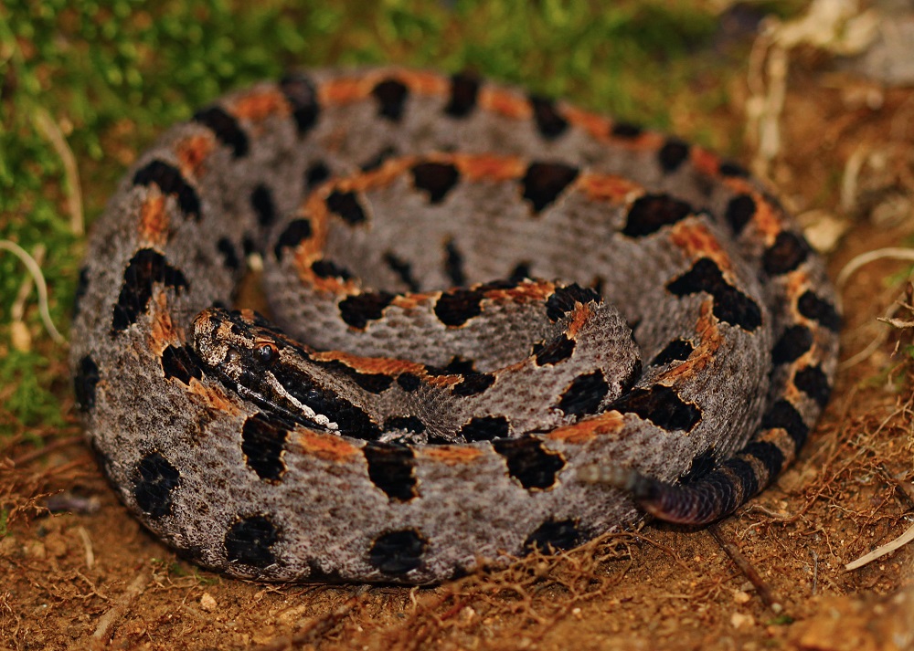 Western Pygmy Rattlesnake