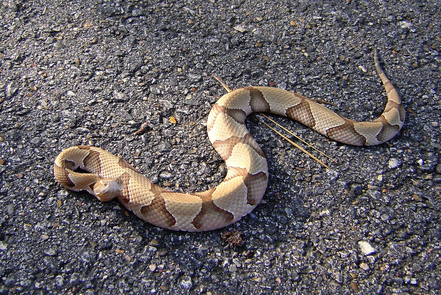 Southern Copperhead Snake