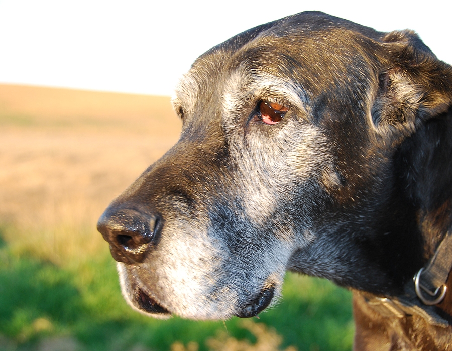 Portrait of an old gray-haired dog close up