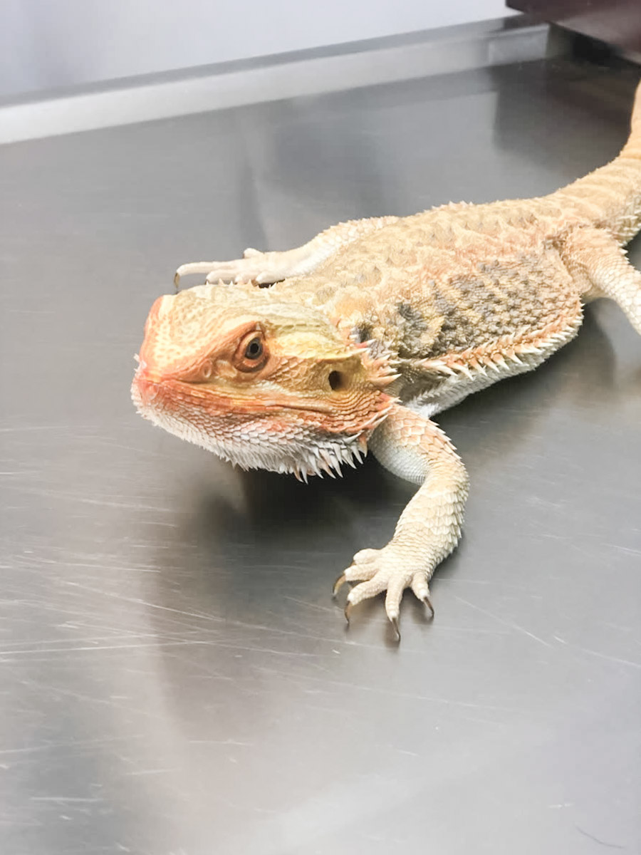 Forever Vets Animal Hospital at Baymeadows