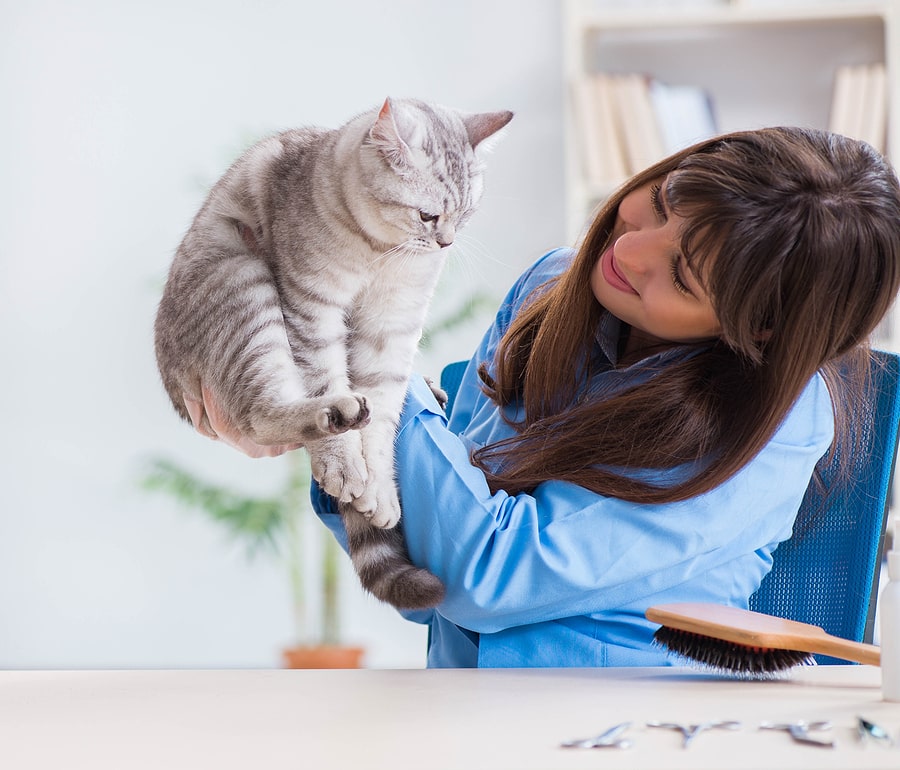 Why Would Albumin Levels Be High in Cats Forever Vets Forever Vets