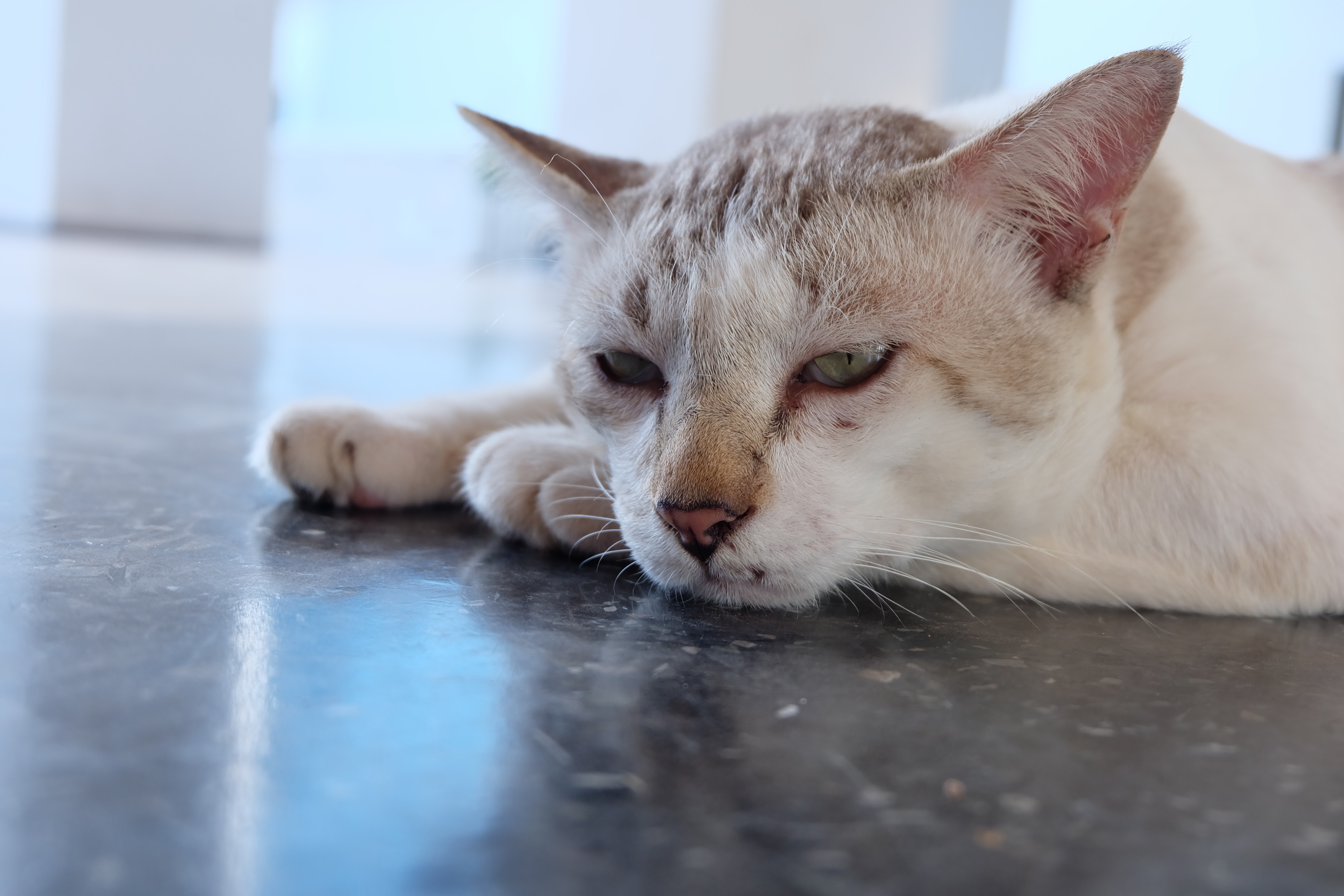 Geriatric Cat Wellness Plans Johns Creek Vet Four Paws Animal Hospital