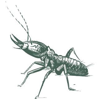 pest control icon