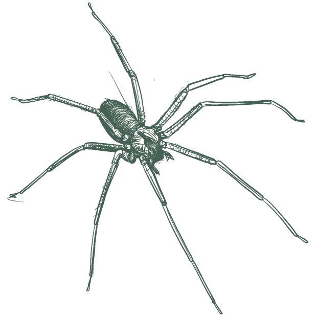 pest control icon