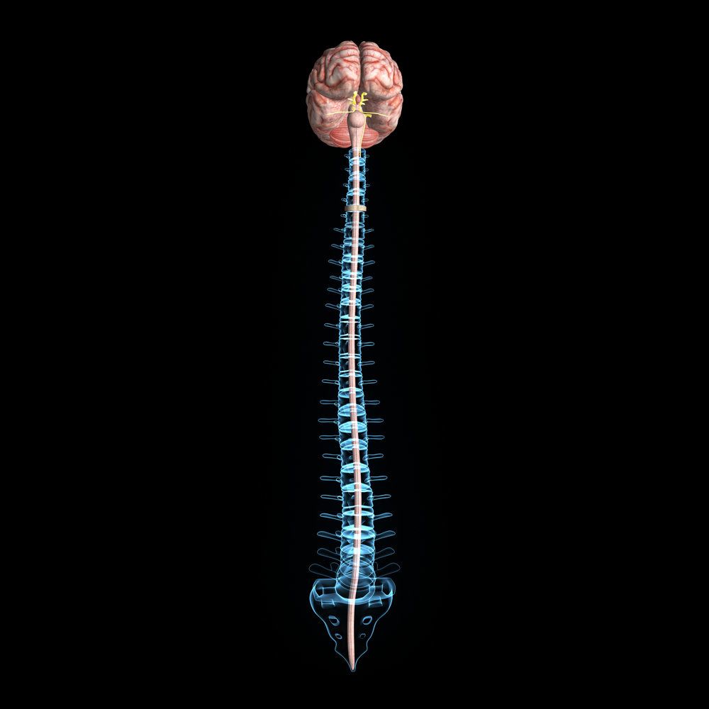 The spine and central nervous system