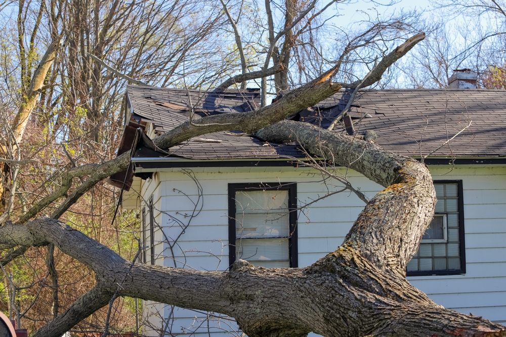Tree punctured roof from recent storm - Tom and Jerry's Roofing