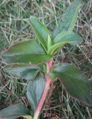 Virginia Buttonweed