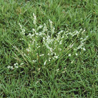 Poa annua- winter weed