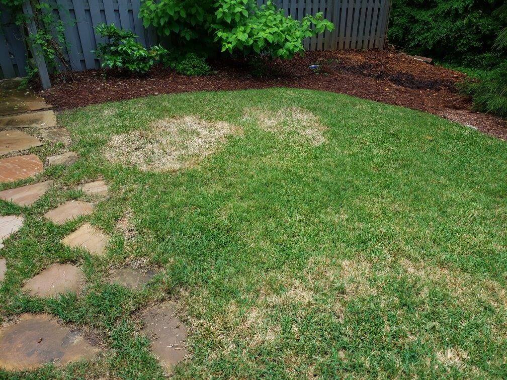 Zoysia Patch Fungus