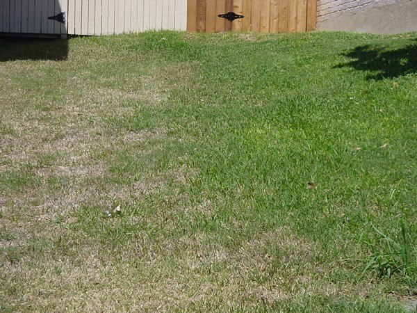 drought stress in lawn