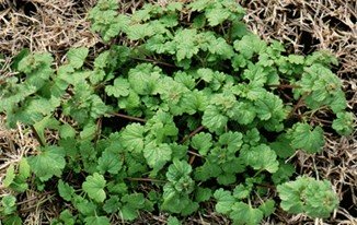 henbit