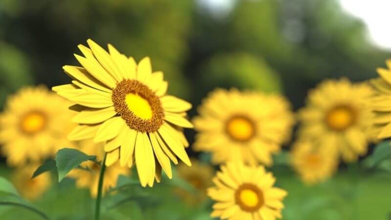 Perennial Sunflower