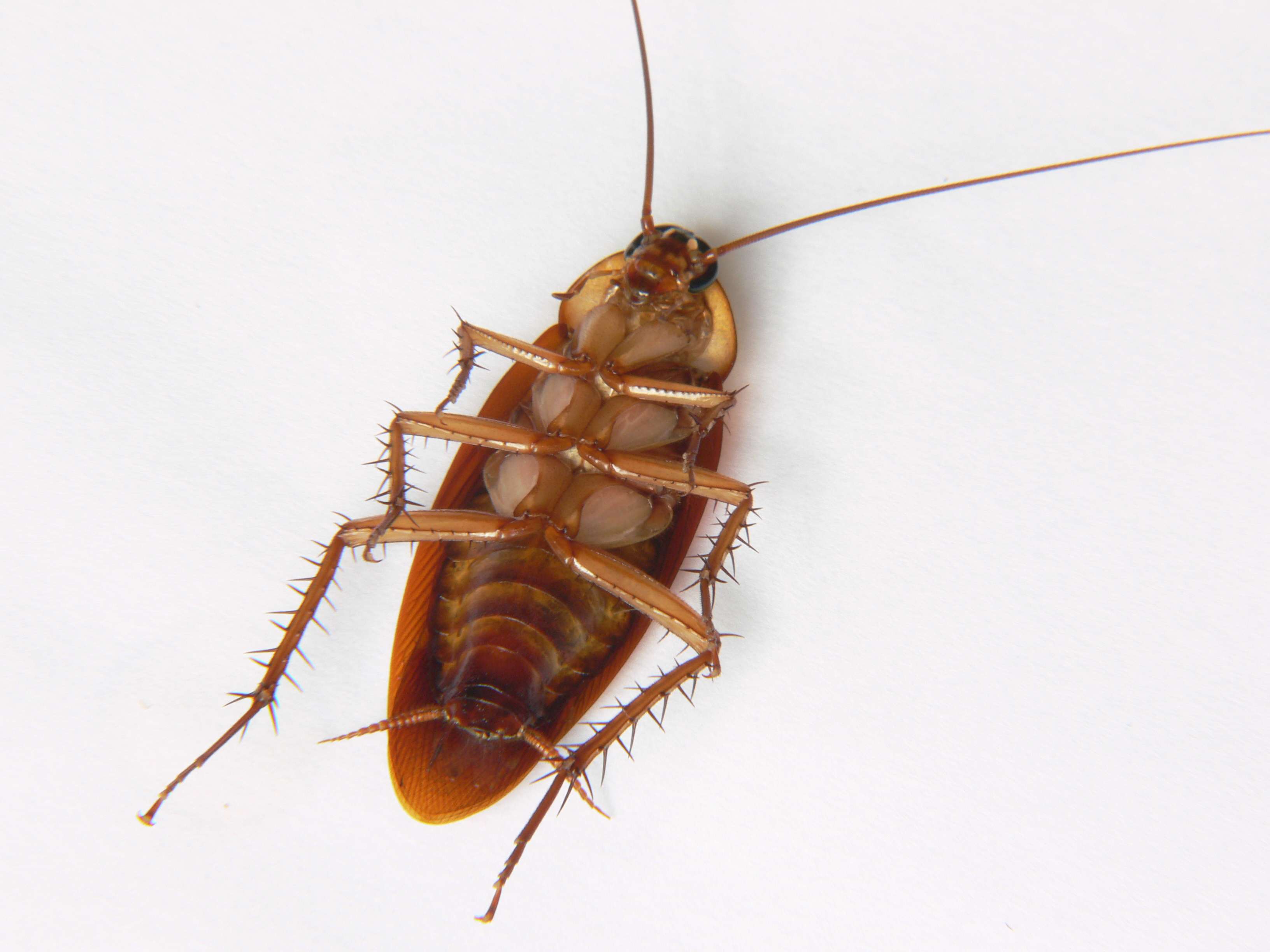 New Orleans Rated the Most Roach-Infested Metropolitan Area in the U.S ...