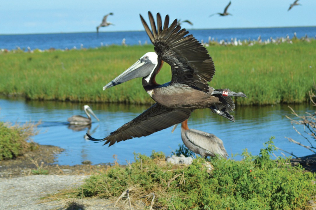 Understanding Where Y'at New Orleans