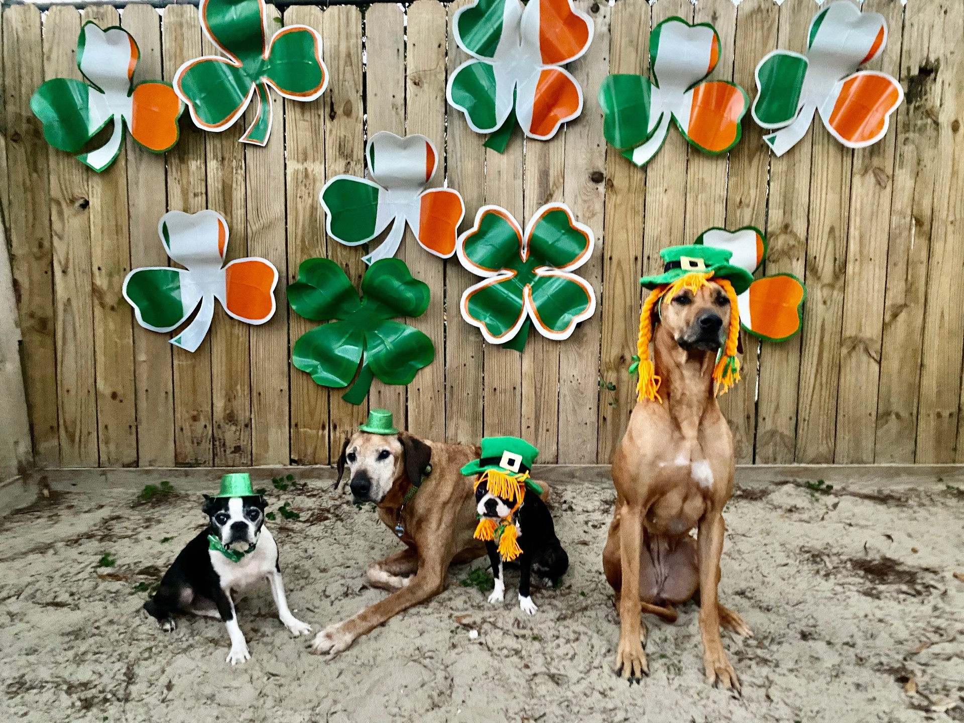 The Luckiest Dogs in Louisiana Where Y'at New Orleans